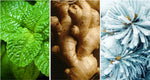 Long-lasting Men's Floral Perfume - Experience Freshness & Confidence